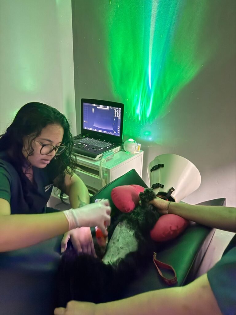 Veterinario atendimento 24h em Guarulhos