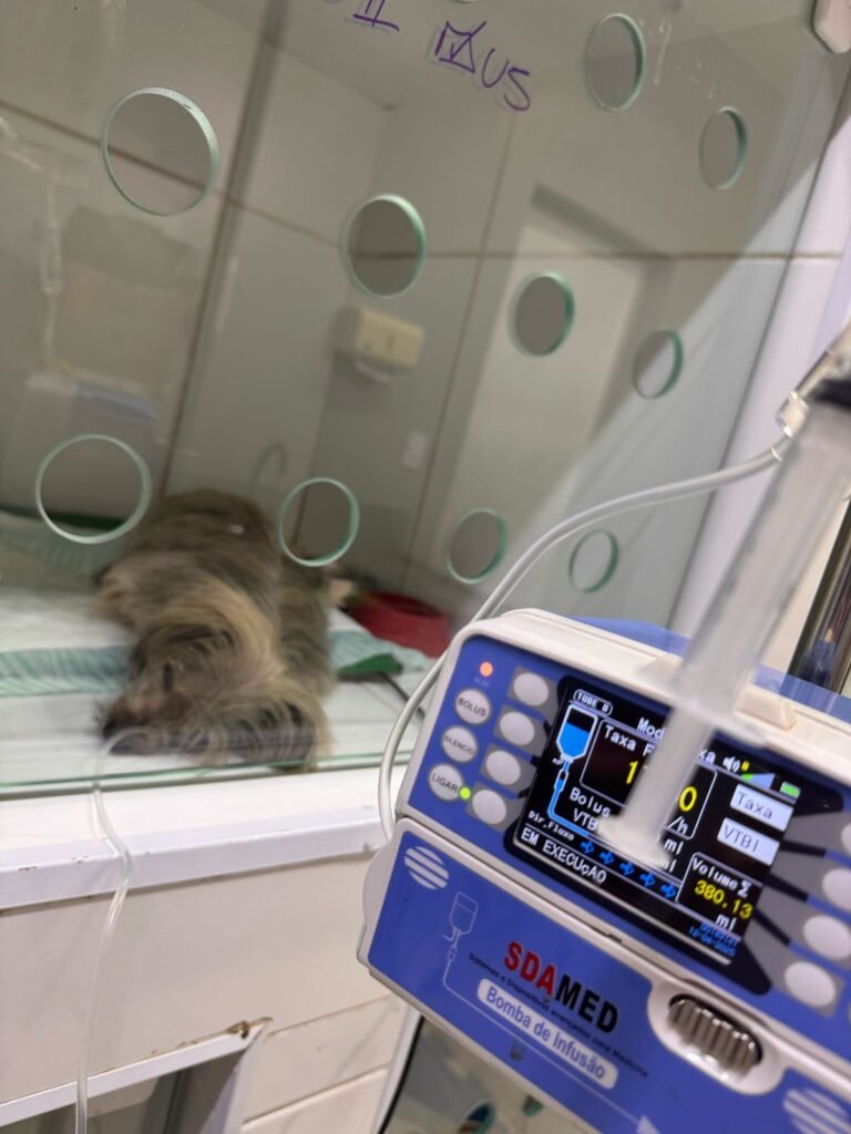 Veterinaria aberta hoje em guarulhos